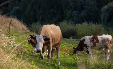 Fototapeta na wymiar Cows grazing peacefully on the river bank. The concept of agricultural life. Horizontally framed shot