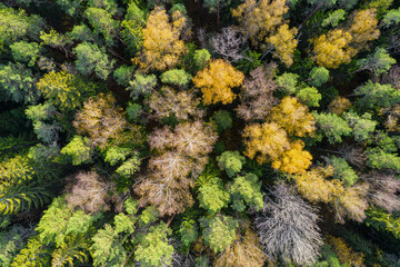Directly above aerial drone full frame shot of green emerald pine forests and yellow foliage groves with beautiful texture of treetops. Beautiful fall season scenery. Mountains in autumn golden colors