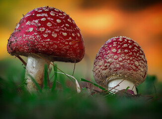 Couple of iconic red mushrooms 