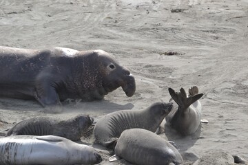 Elephant seal at the Piedras Blancas Friends of the Elephant Seal rookery San Simeon California