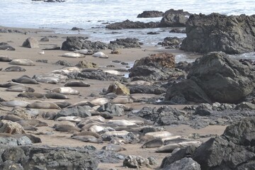 Piedras Blancas Friends of the Elephant Seal rookery, where crowds of the bulbous-nosed pinnipeds rest, mate and fight.  San Simeon California