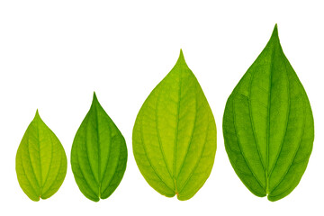 Betel leaf isolated white background
