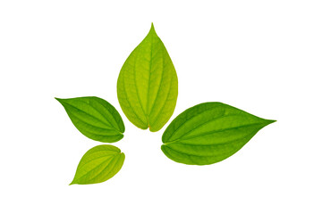 Betel leaf isolated white background