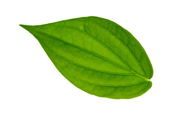 Betel leaf isolated white background