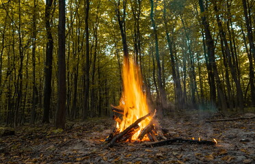 Burning fire. The bonfire burns in the forest. Texture of burning fire. Bonfire for cooking in the...