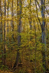 Fototapeta na wymiar In autumn the trees and shrubs in the forest show themselves in colorurful , Im Herbst zeigen sich die Bäume und Sträucher im Wald in farbiger Pracht