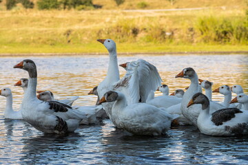 Farm life. A flock of white and gray geese swims in a blue pond