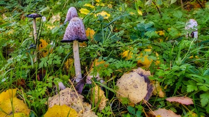 Mushrooms grow in the grass by the roadside
Pilze wachsen im Gras am Wegesrand