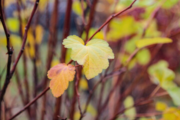 autumn leaves on a tree