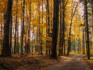 Fototapeta premium Path in the autumn park