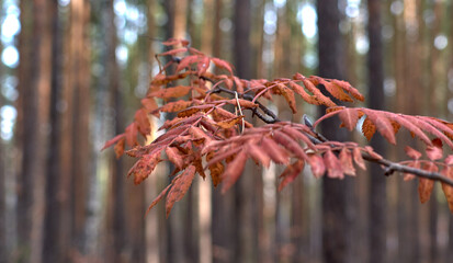 Autumn forest in clear sunny weather