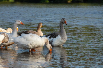 Farm life. A flock of white and gray geese swims in a blue pond