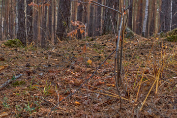 Autumn forest in clear sunny weather