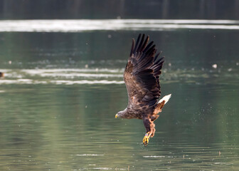 White tailed eagle