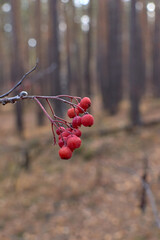 Red berries close-up on a blurred background. Autumn forest.