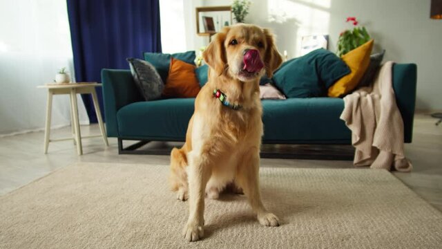 Golden retriever barking close-up. Obedient dog sitting on floor in living room, looking in camera and posing. Happy domestic animal concept, best friends, puppy relaxing at home.