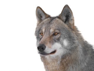 Naklejka na ściany i meble portrait of gray wolf isolated on white background