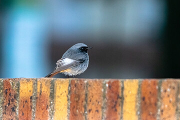 Common Redstart on a brick wall