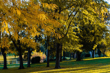 the light of the rising sun in the trees, in autumn