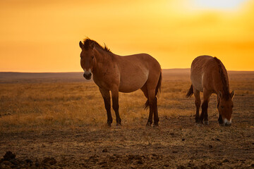 Przewalski 's horses