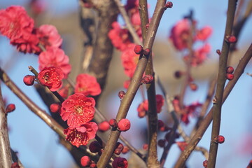 うめの花