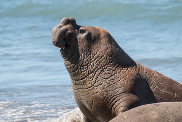 Male elephant seal, Peninsula Valdes, Patagonia, Argentina