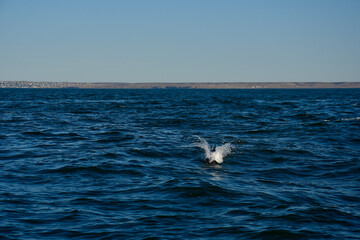 Fototapeta premium Commerson dolphin swimming, Patagonia , Argentina.