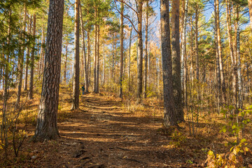 Trees grow along the forest path in autumn.