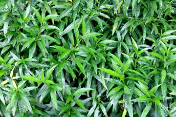 Fototapeta premium Patriot view of green leaf plant