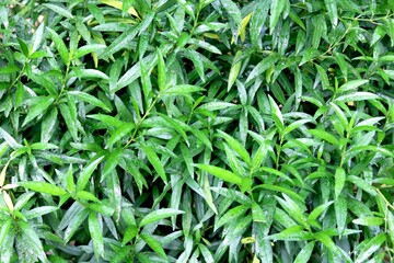 Fototapeta premium Patriot view of green leaf plant