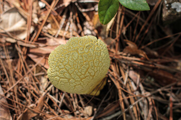 mushroom in the forest