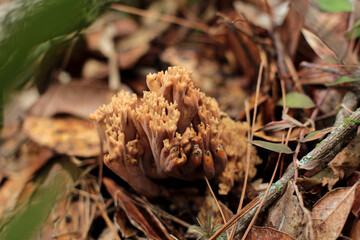 mushroom