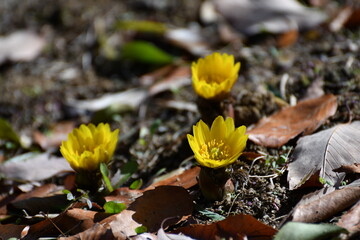 早春の福寿草