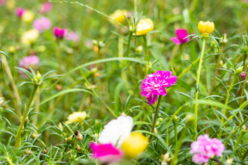 Portulaca grandiflora (Portulaca, Moss Rose, Sun plant, Sun Rose) ; A colorful blossom, petals stacked overlapping in layers which variable and multi-colored. blur background