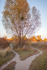 Fototapeta premium Huge tree with yellow golden foliage and countryside paths in autumn forest among dry meadow, beauty in nature, sunny fall day, outdoor beautiful landscape, two ways to choose from, selective focus