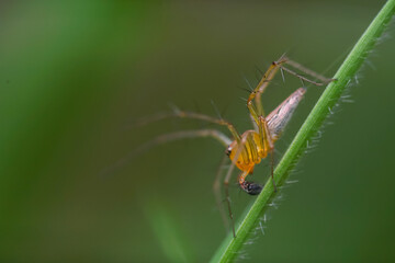 Close-up macro shot of forest garden spider (cross spider, Araneus diadematus) sitting on a leaf waiting for prey