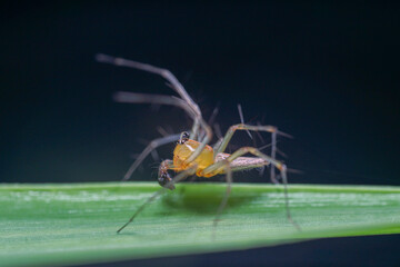 Close-up macro shot of forest garden spider (cross spider, Araneus diadematus) sitting on a leaf waiting for prey