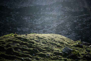 Paysage de montagne avec famille de marmotte