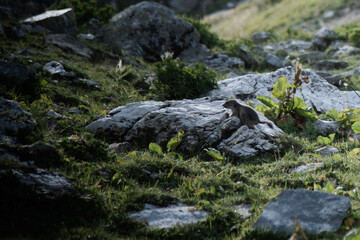 Fototapeta na wymiar Marmotton en montagne