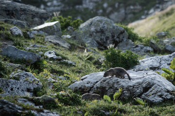 Un bébé marmotte en montagne