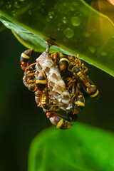 wild, natural, fauna, hymenoptera, asian, predator, detail, giant, bee, vespa velutina, velutina, macro nature, leaf, wasp, yellow, plant, flower, hornet, sting, jacket, black, vespula, stinger, dange
