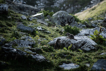 Discussion entre marmottes 