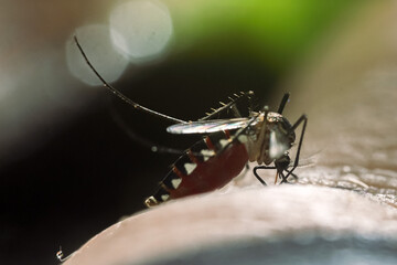 macro photo Striped mosquitoes feed on blood on human skin. Mosquitoes are carriers of dengue fever...