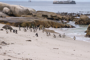 Fototapeta premium A family of South African penguins