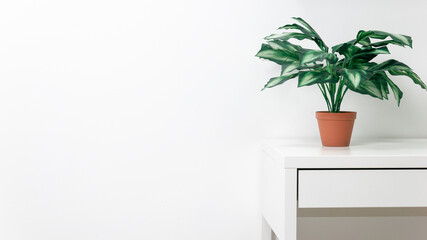 Green flower in a terakot pot on a table against a white wall background. Creative interior background. Modern interior.