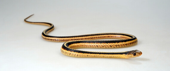 Ribbon snake // Bandnatter, Bändernatter (Thamnophis sauritus sackeni)