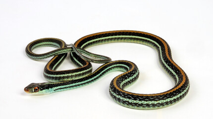 Southern ribbon snake // Östliche Bandnatter, Florida-Bandnatter (Thamnophis sauritus sackeni)