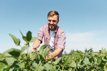 Young farmer in soybean fields