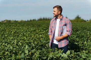 A farmer inspects a green soybean field. The concept of the harvest