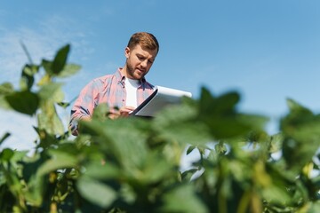 Agronomist inspecting soya bean crops growing in the farm field. Agriculture production concept. young agronomist examines soybean crop on field in summer. Farmer on soybean field